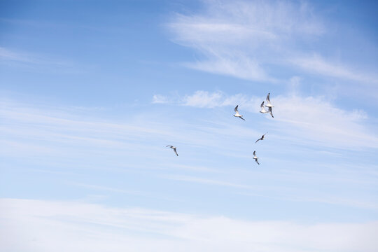grupo de aves o p&aacute;jaros volando en formaci&oacute;n en un cielo azul sereno con algunas nubes suaves