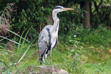 Grey Heron On Wooden Platform - 241A5466