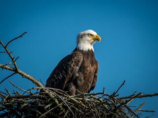 Bald eagle perched in a nest against a clear blue sky in the outdoors