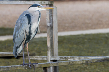 Grey Heron On Wooden Handrail - 241A5466