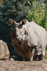 rhino in the zoo © Klimczak-Krajewska