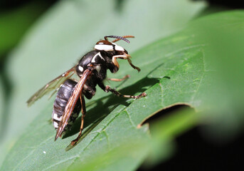 Bald Faced Hornet cleaning face