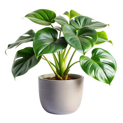 Potted Monstera Plant with Lush Green Leaves on Transparent Background Stock