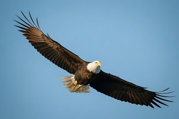 Fototapeta premium Bald eagle soaring through the clear blue sky with its wings spread wide