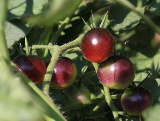 Cherry tomatoes on vine early morning light