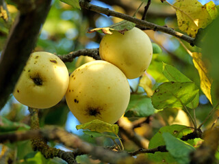 A Close-Up of Golden Delicious Apples om a tree Ready for Harvest