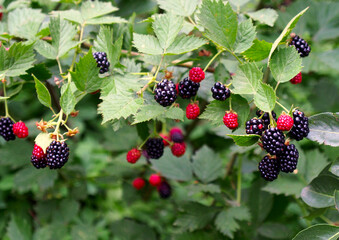 Lots of blackberry berries on a bush in the process of ripening