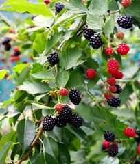 Lots of blackberry berries on a bush in the process of ripening