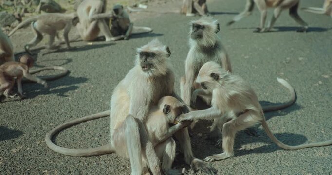 Playful Indian langur monkeys with their troop enjoy together, jumping across trees, eating fruits, and playing in groups in a lively natural habitat