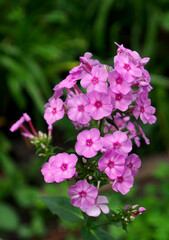 Inflorescence of pink and red phlox on a natural garden background