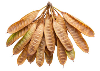 Drumstick tree seeds isolated on white background