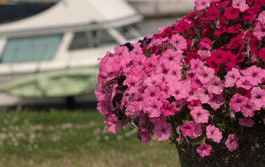Colorful petunias basket in front of motorboats in Waterfront marina