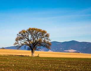Lonely tree on a golden field under a vast blue sky