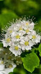 Spiraea bush in full bloom