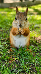 Red squirrel enjoying a nut in a sunny forest