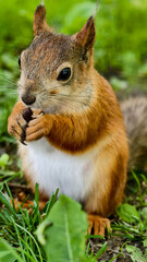 Red squirrel enjoying a nut in a sunny forest