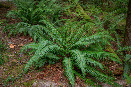 samambaia selvagem em parque de Vancouver, Canad&aacute;