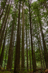 Fototapeta premium árvores gigantes em parque de Vancouver, Canadá