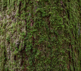 textura de árvore com musgo verde