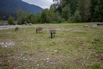 gansos comendo grama em parque no Canadá