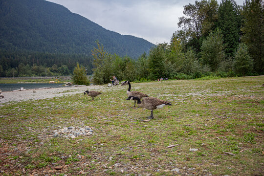 gansos em parque de Vancouver, Canad&aacute;