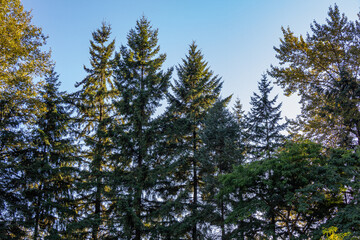 árvores típicas de Vancouver Canadá