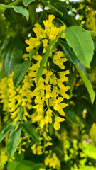 The golden rain tree showcases its bright blooms
