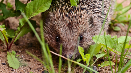 Сute hedgehog with spines