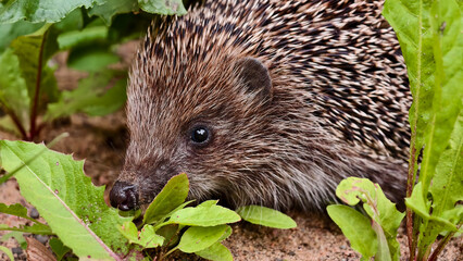 Сute hedgehog with spines