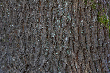textura de árvore