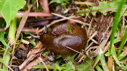 Spanish slug (Arion lusitanicus)