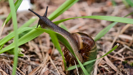 Snail with a spiral shell