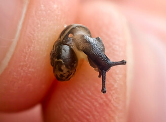 Small snail with a spiral shell on a human hand