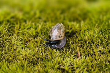 Snail with a spiral shell