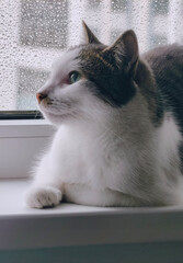 Cat with green eyes looking out a rainy window
