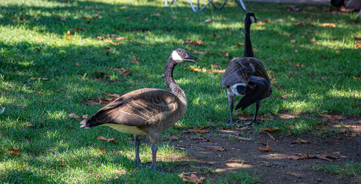gansos canadenses no parque