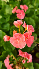 Vibrant salmon-pink petals of the Avantii Salmon