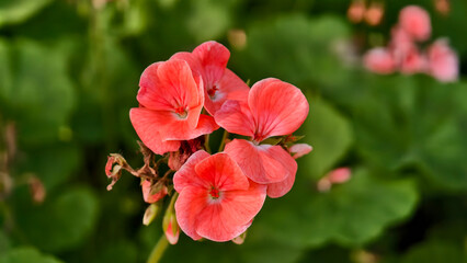 Vibrant salmon-pink petals of the Avantii Salmon