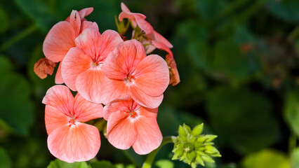 Vibrant salmon-pink petals of the Avantii Salmon