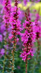 Vibrant purple lavender flowers