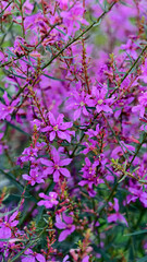 Lythrum virgatum adorned with clusters of purple flowers