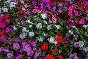 flores coloridas de jardim