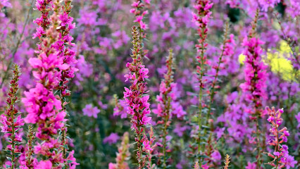 Vibrant purple lavender flowers