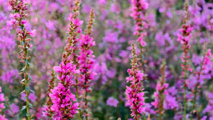Vibrant purple lavender flowers