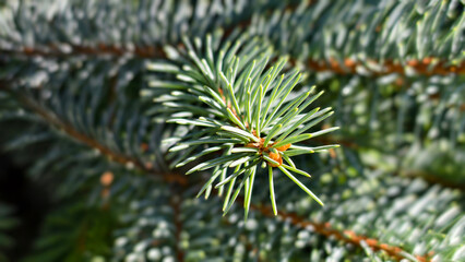 Macro green pine needles on a tree branch