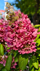Pink and white hydrangea flowers in full bloom