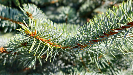 Macro green pine needles on a tree branch