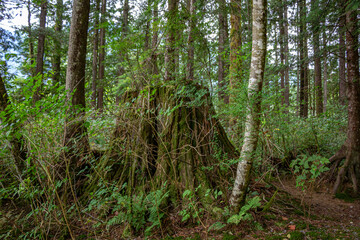 tronco de árvore cortado em Vancouver, Canadá