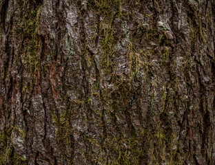 textura tronco de árvore