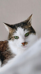 White and brown cat with green eyes, comfortably lounging